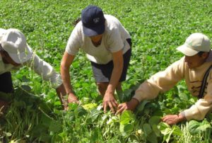 ácido-bórico-en-la-naturaleza